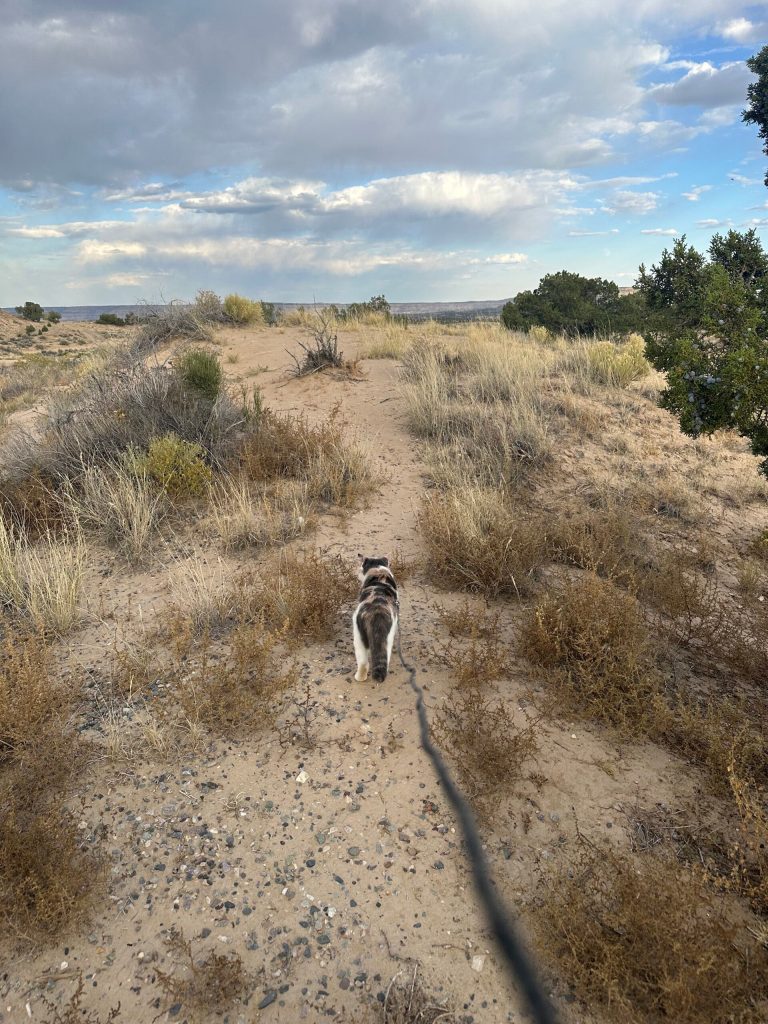 New Mexico Badlands leash adventure