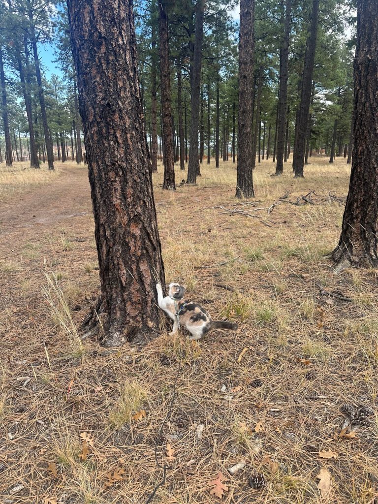 Lucky's adventure in the pine forest near Bandolier National Monument