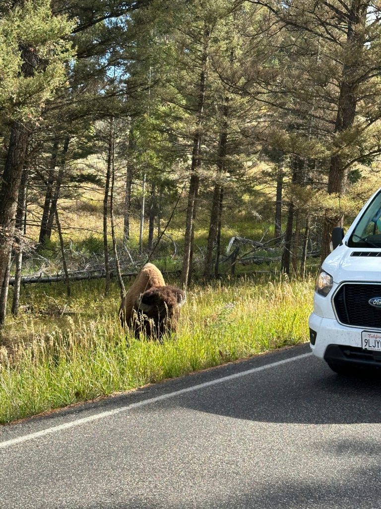 Spotting Bison in Yellowstone National Park
