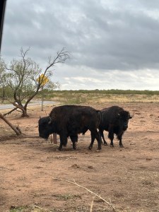 New Adventures in Caprock Canyon State Park, Texas