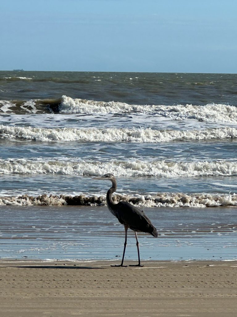 New Adventures watching South Texas wildlife