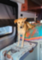 Susan’s dog relaxing inside her Drifter Van, nestled comfortably near the window with soft morning light streaming in.